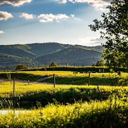 Jurty Za Winklem Ze Strefa *