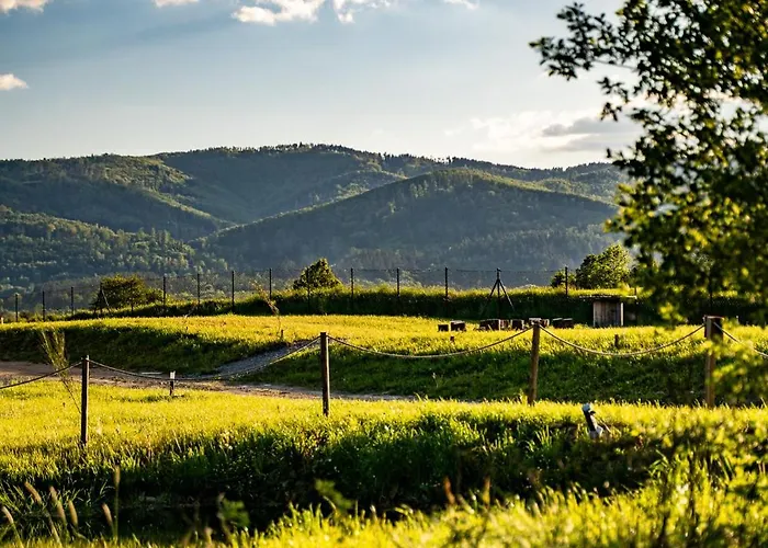 Jurty Za Winklem Ze Strefą *